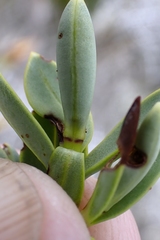 Veronica topiaria