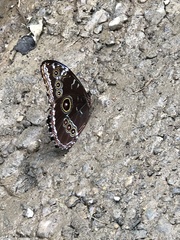 Morpho helenor macrophthalmus