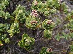 Veronica topiaria