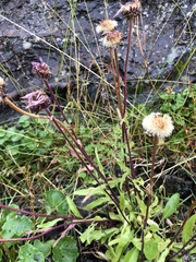 Erigeron eriocephalus