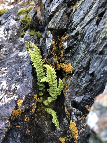 Smooth woodsia (Woodsia glabella)