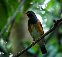 Turdus dissimilis