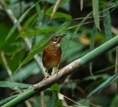 Turdus dissimilis