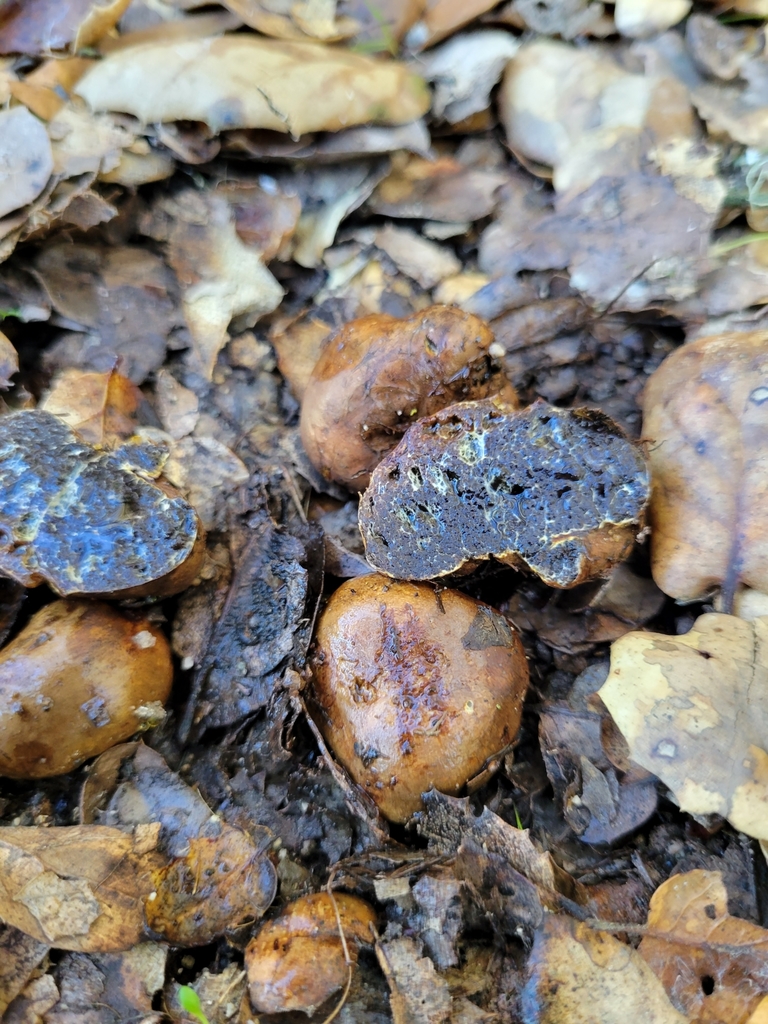Melanogaster sp. 'CA09'