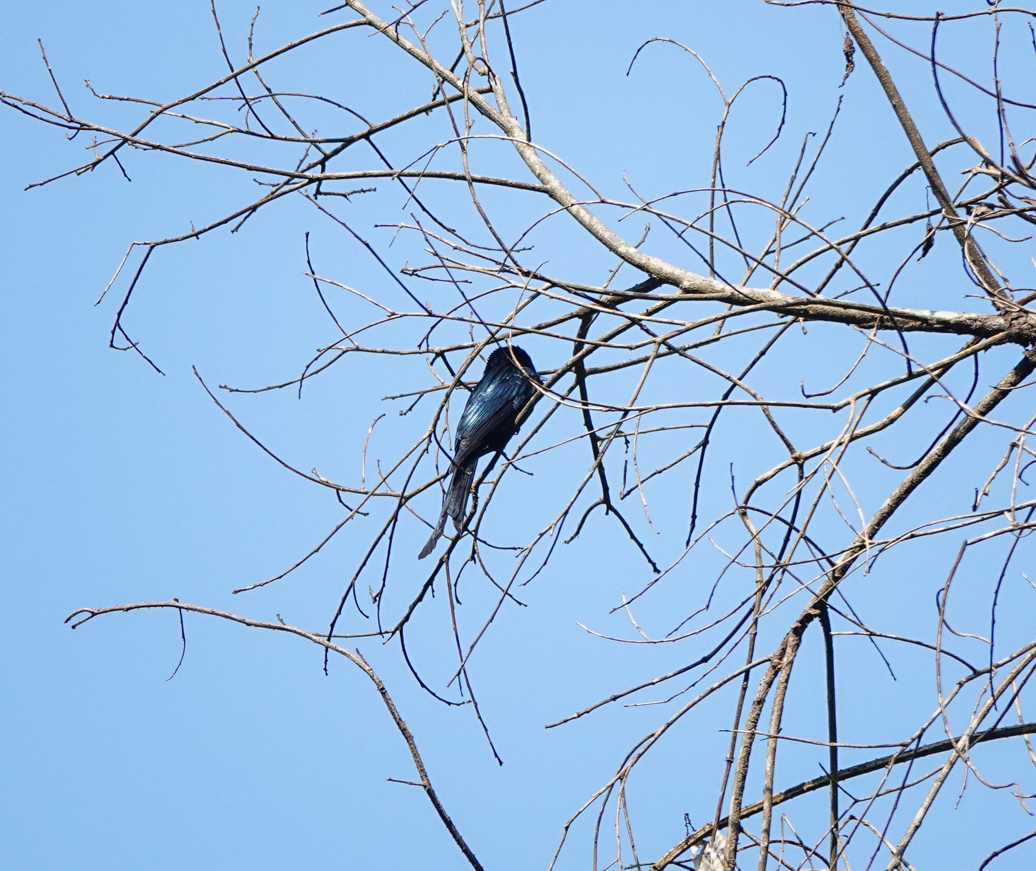 Bronzed Drongo