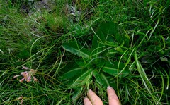 Alepidea thodei
