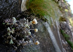 Helichrysum glaciale