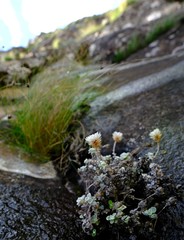 Helichrysum glaciale
