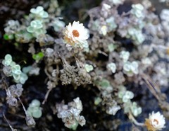 Helichrysum glaciale