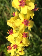 Verbascum nigrum