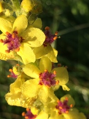 Verbascum nigrum