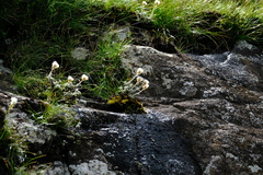 Helichrysum glaciale