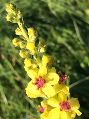 Verbascum nigrum