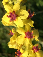 Verbascum nigrum