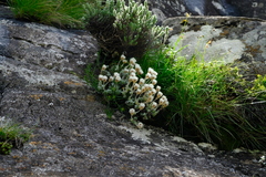 Helichrysum glaciale