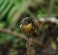 Cyornis rubeculoides