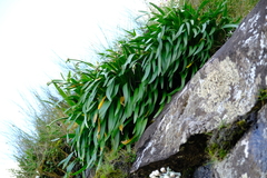 Cyrtanthus flanaganii