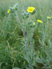 Potentilla recta obscura