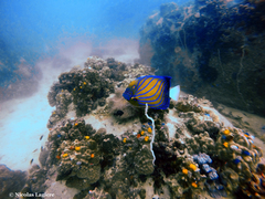 Pomacanthus annularis