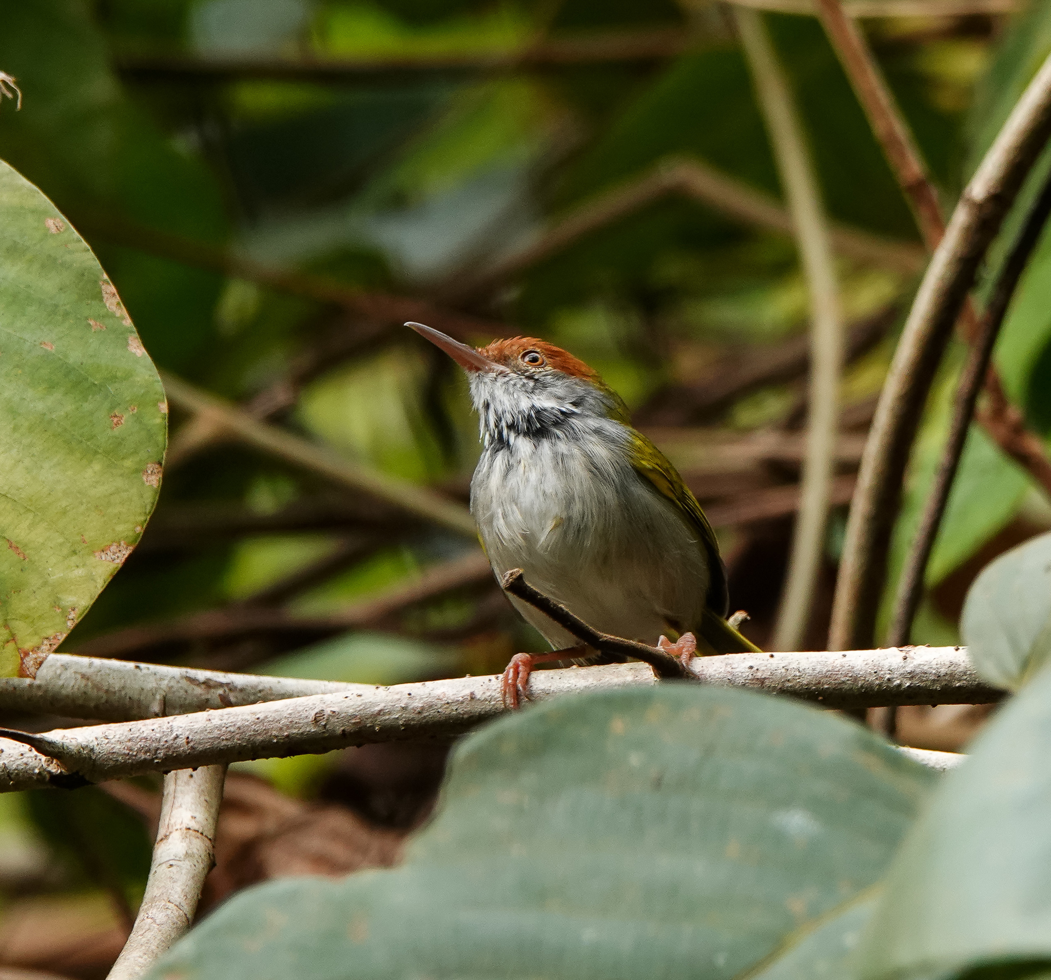 Dark-necked Tailorbird