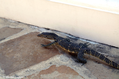 Varanus salvator macromaculatus