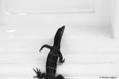 Varanus salvator macromaculatus