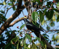 Ampeliceps coronatus