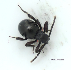 Diplocotes