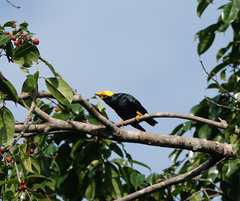 Ampeliceps coronatus