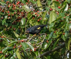 Ampeliceps coronatus