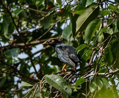 Ampeliceps coronatus