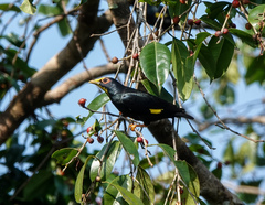 Ampeliceps coronatus