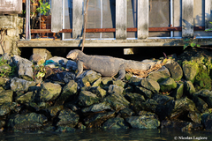 Varanus salvator macromaculatus