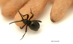 Diplocotes