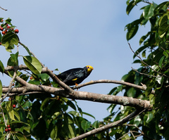 Ampeliceps coronatus