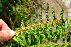 Polystichum monticola