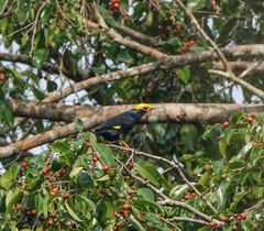 Ampeliceps coronatus