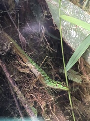 Anolis ventrimaculatus