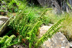 Polystichum monticola