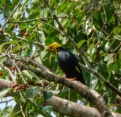 Ampeliceps coronatus