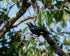 Ampeliceps coronatus