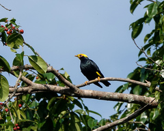 Ampeliceps coronatus