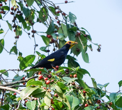 Ampeliceps coronatus