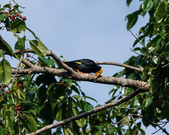 Ampeliceps coronatus