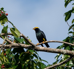Ampeliceps coronatus