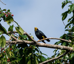 Ampeliceps coronatus