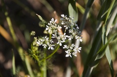 Bifora radians