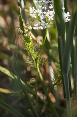 Bifora radians