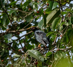 Ampeliceps coronatus