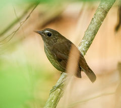 Lesser Shortwing photo 3